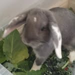 King Ronnie Rabbit - @king_ronnie_rabbit - Instagram