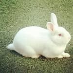 lacieann - @ronnie_rabbbit - Instagram
