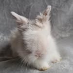 Reggie & Ronnie - @reggieandronnierabbit - Instagram