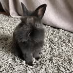 @ronnie.rabbit1 - Instagram