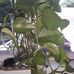 Ronnie Rabb - Facebook