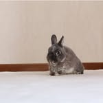 @ronnie_rabbi - Instagram