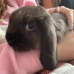 @ronnie_rabbit1 - Instagram