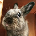 Ronnie Rabbit - @littleronnierabbit - Instagram