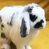 Ronnie Rabbit 🐇 - @ronnie___rabbit - TikTok