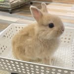 @ronnie_rabbits - Instagram