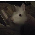 Ronnie - @ronnie_the_little_rabbit - Instagram