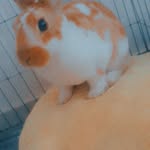 ronnie - @ronnietherabbit28 - Instagram