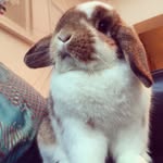 @ronnie_the_rabbit - Instagram