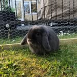 Ronnie The Rabbit - @ronnie_the_rabbit_ - Instagram