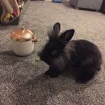 Ronnie The Rabbit - @ronnie_the_cutest_rabbit_ever - Instagram
