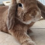 @ronnierabbit2022 - Instagram