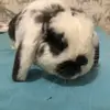 RonnieRabbit - @ronnie_rabbbit - TikTok
