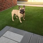Ronnie Rose - @ronniethefrenchbulldog - Instagram