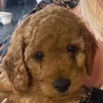 Ronnie Ru💝 - @ronnie.ruthecockapoo - Instagram
