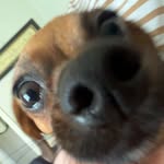 Ronnie - @ronnieschultz123 - Instagram