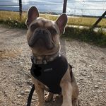 Ronnie Stringer - @ronnie_the_frenchie57 - Instagram