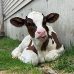 "RONNIE" SWANSON - @ronnie_the_cow - Instagram