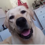 Ronnie the Weasley Swanson - @ronnie_thelab - Instagram