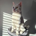 Ronnie Wells - @adventures.of.a.ronnie.cat - Instagram
