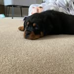 Ronnie Whitefield - @ronnie__the_rottweiler - Instagram