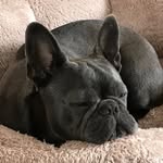 Ronnie & Winston & Hugo Lyons - @ronnie_winston_and_hugo_lyons - Instagram