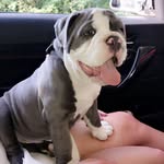 🐶RONNIE-WINSTON🐶 - @ronniewinstonoldtyme - Instagram