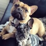 Ronnie,Winston&Eric💙 - @my_frenchieee_pack - Instagram