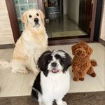 Ronnie, Whisky, Bailey and Danny - @my_dogs_on_the_gram - Instagram
