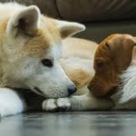 Akita Berry and Pitbull Ronny - @berry_and_ronny - Instagram