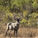 Ronny Crawford - @pirateranch - Instagram