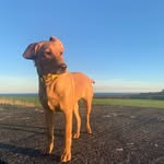 Ronny - @ronny_foxred - Instagram