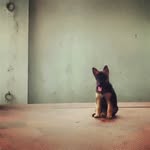 Ronny🐕‍🦺 | German shepherd 😍💫👋 - @ronn.y111996 - Instagram