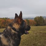 Ronny 🐺 - @ronny_germanshepherd - Instagram