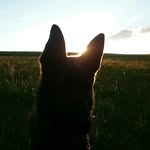 Ronny od Roubenky - @ronnygermanshepherd - Instagram