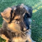 Ronny - @ronny.germanshepherd - Instagram