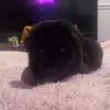 Ronny the german - @ronny.the.german - TikTok