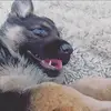This is german shepherd🤍🐶 - @ronny_is_german_shepherd - TikTok