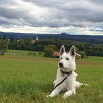 BŠO v Ráji - @ronny_whiteswissshepherd - Instagram