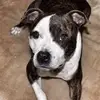 Ronny Wolf - @ronny.wolf7 - TikTok