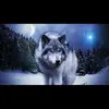 Ronny Wolf - @ronny.wolf83 - TikTok