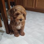 Ronon Dex - @our.dood.ronon - Instagram