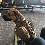 Ronon Dex - @ronondexthedog - Instagram