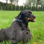 Ronon Dex - @ronondex_the_rottie - Instagram