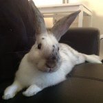 Ronon Dex 🐇 - @ronondrex - Instagram