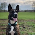 Ronon Dex Ladd - @rononladdrescue - Instagram