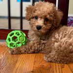 Ronon Dex the Morkiepoo - @ronondexthemorkiepoo - Instagram