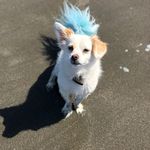 Ronon Dex van Hees - @rononthepup - Instagram