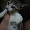 Rony Aleman - @rony.aleman09 - TikTok