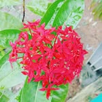 Rony Bony - @smily_girl_r_307 - Instagram